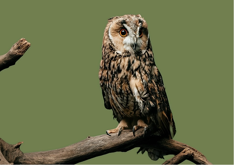 Owl perched on branch